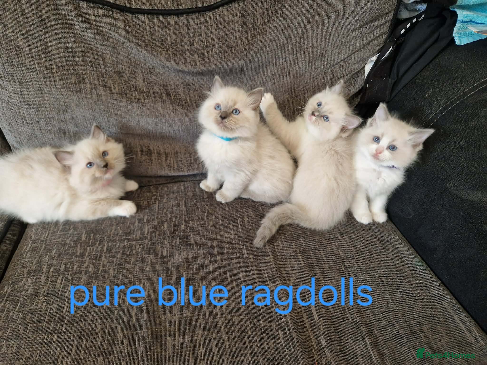 Ragdoll cats PURE BLUE RAGDOLL KITTENS - Advert 1