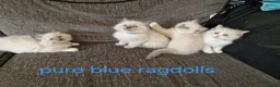Ragdoll cats for sale: PURE BLUE RAGDOLL KITTENS - Advert 1
