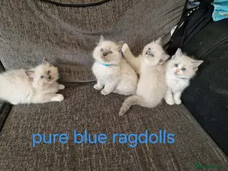 Ragdoll cats PURE BLUE RAGDOLL KITTENS - Advert 1