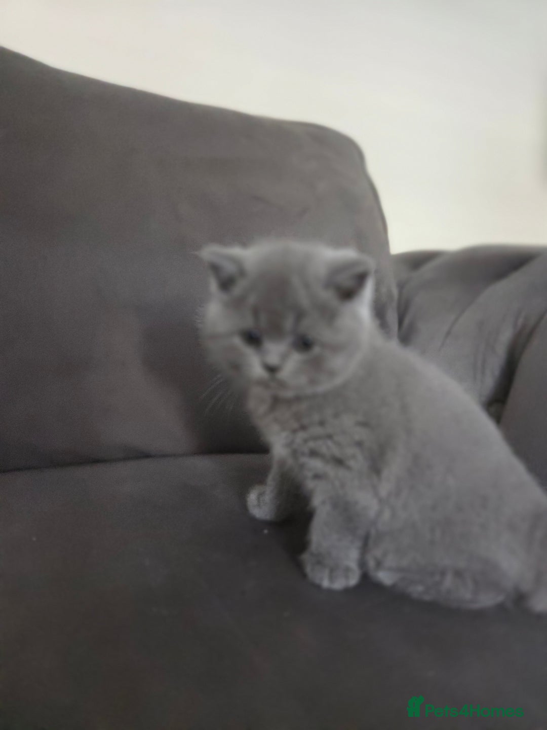 British Shorthair cats for sale: Gccf registered blue British shorthair boy left  - Advert 9