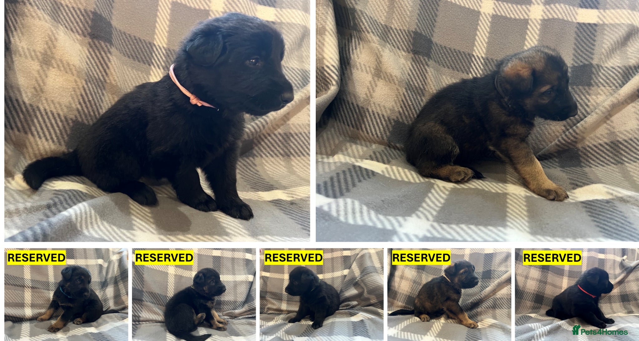 German Shepherd dogs Straight Back w/line German Shepherd puppies - Advert 5