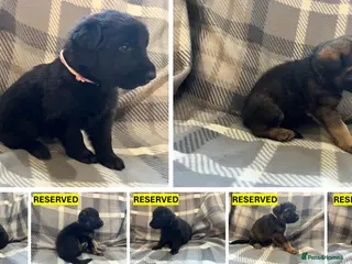 German Shepherd dogs Straight Back w/line German Shepherd puppies - Advert 5