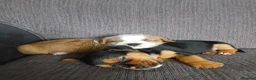 Mixed Breed dogs for sale: Cocker spaniel cross puppies - Advert 32
