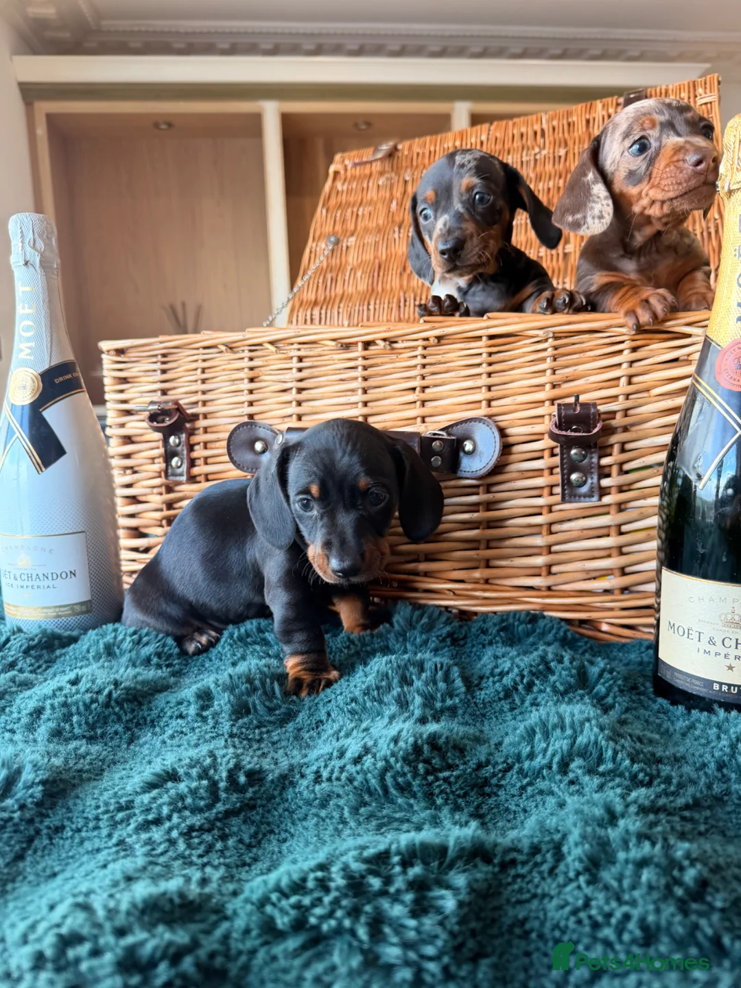 Miniature Dachshund dogs for sale: Tricolour miniature Dachsunds Babies ✨ - Advert 11