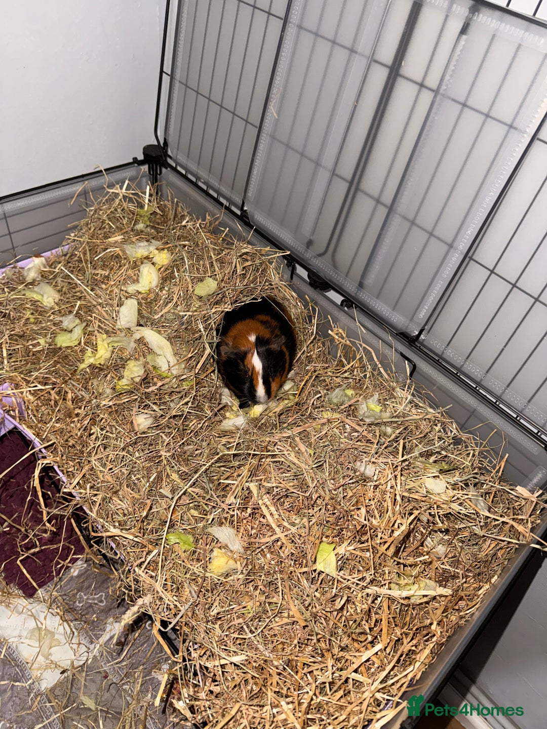 Guinea Pig rodents for sale: 4 sows with kavee cage - Advert 6