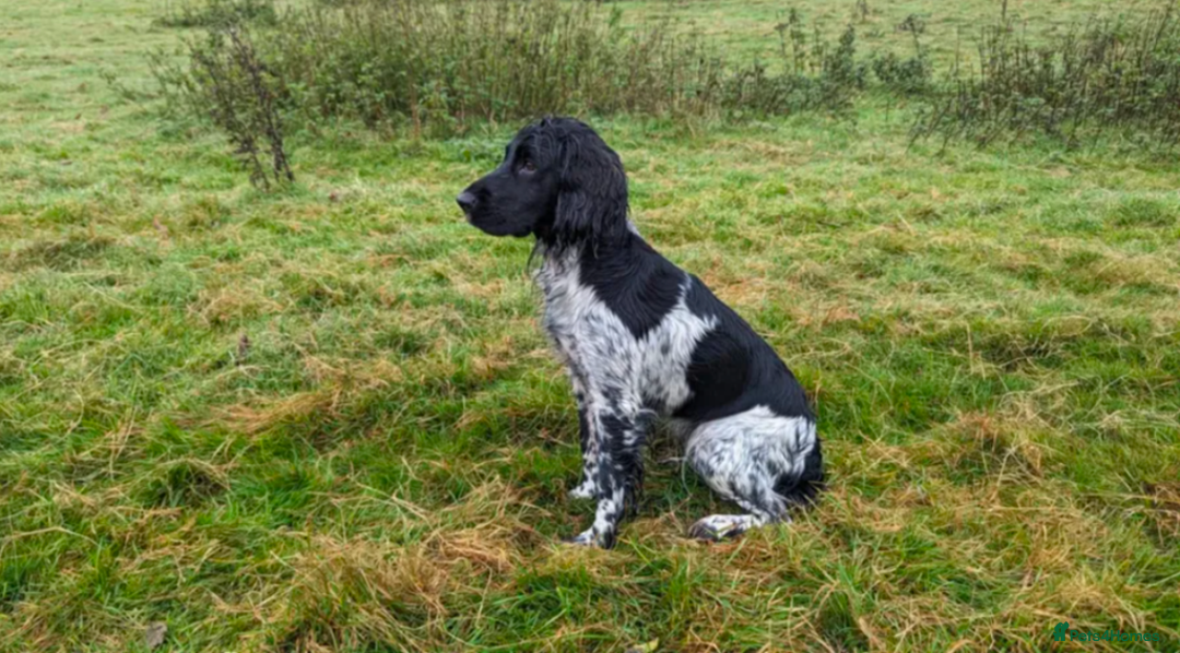 English Springer Spaniel dogs for sale: Lovely chunky B&W springer spaniel dog pups - Image 7