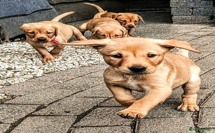 Labrador Retriever dogs - Advert 12
