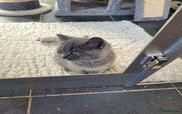 British Shorthair cats for sale: GCCF REG. ACTIVE BSH KITTENS SHOW LINES - Image 20
