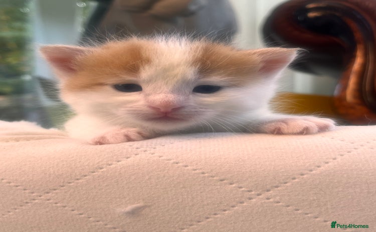 Mixed Breed cats - Advert 4