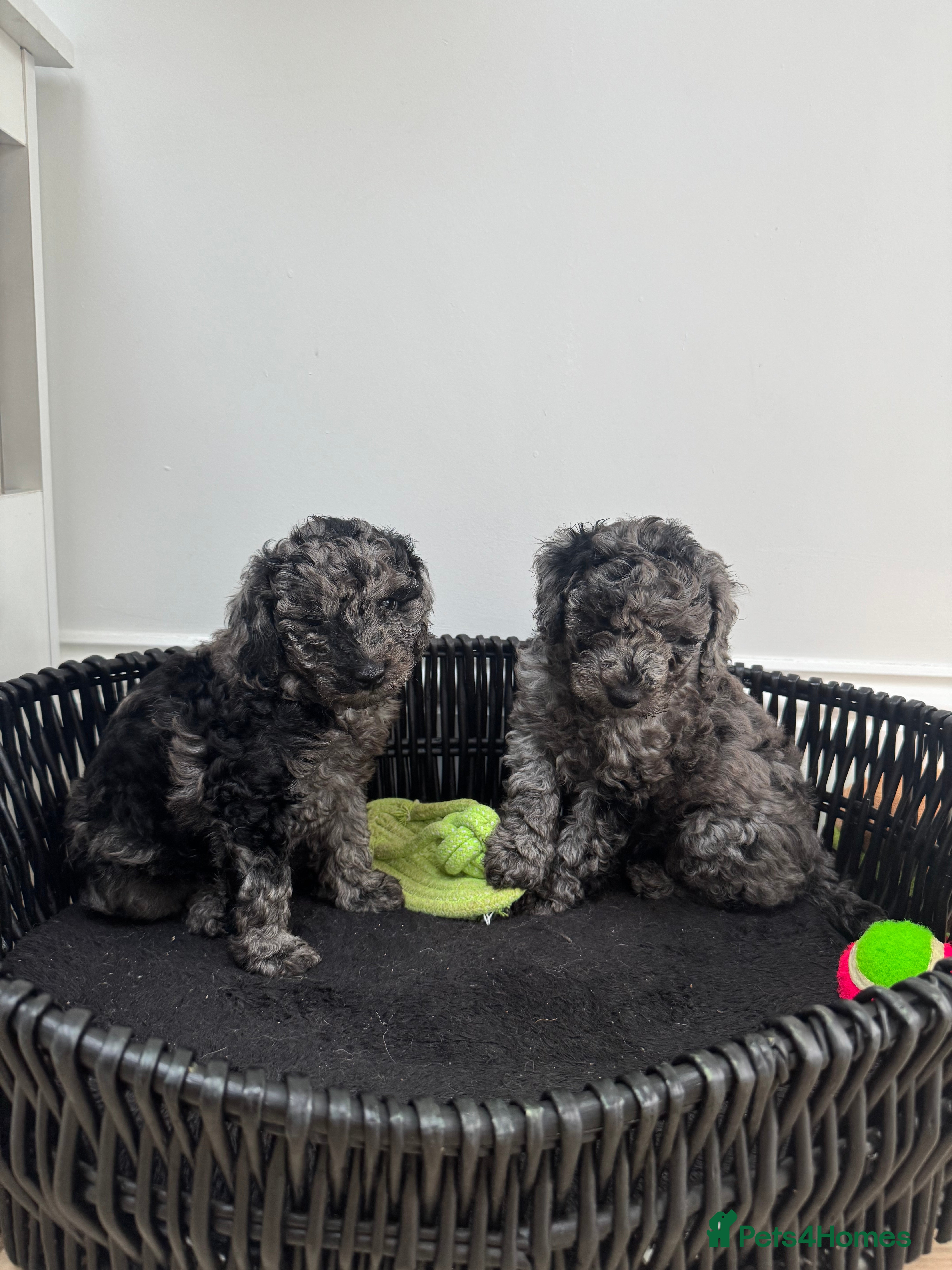 Cavapoochon dogs MERLE CAVAPOOCHON READY 15TH FEB 💕 - Advert 14