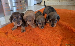 Mixed Breed dogs for sale: 3/4Dachshund X 1/4Jack  - Image 8