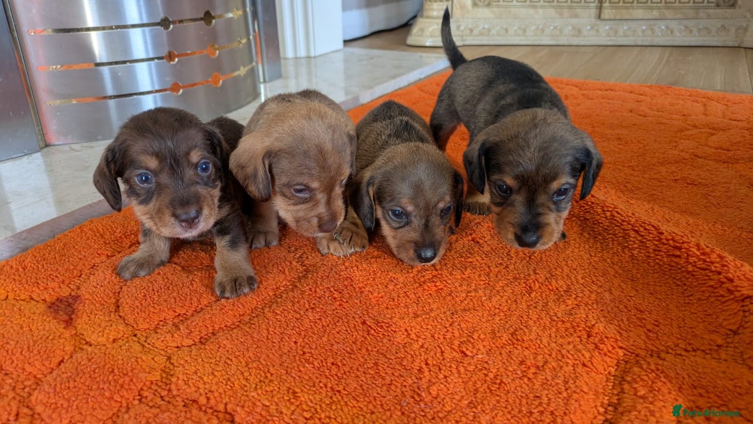 Mixed Breed dogs for sale: 3/4Dachshund X 1/4Jack  - Image 8