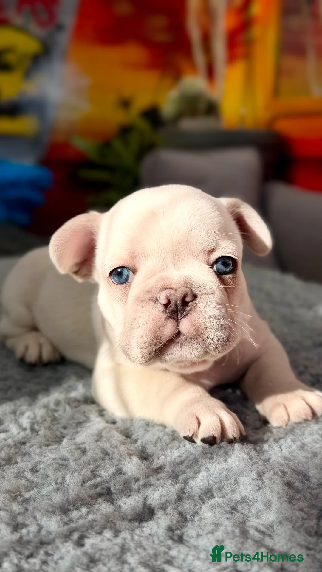French Bulldog dogs for sale: Platinum & Fawn KC Registered Frenchie Puppies - Advert 1