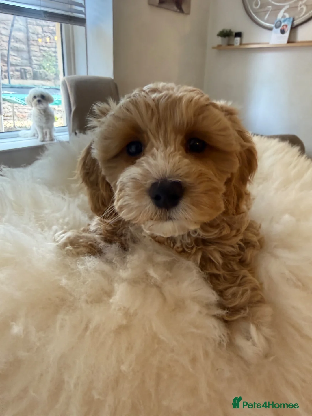 Maltipoo dogs for sale: Gorgeous Maltipoo Puppies 🐾💕 - Advert 1