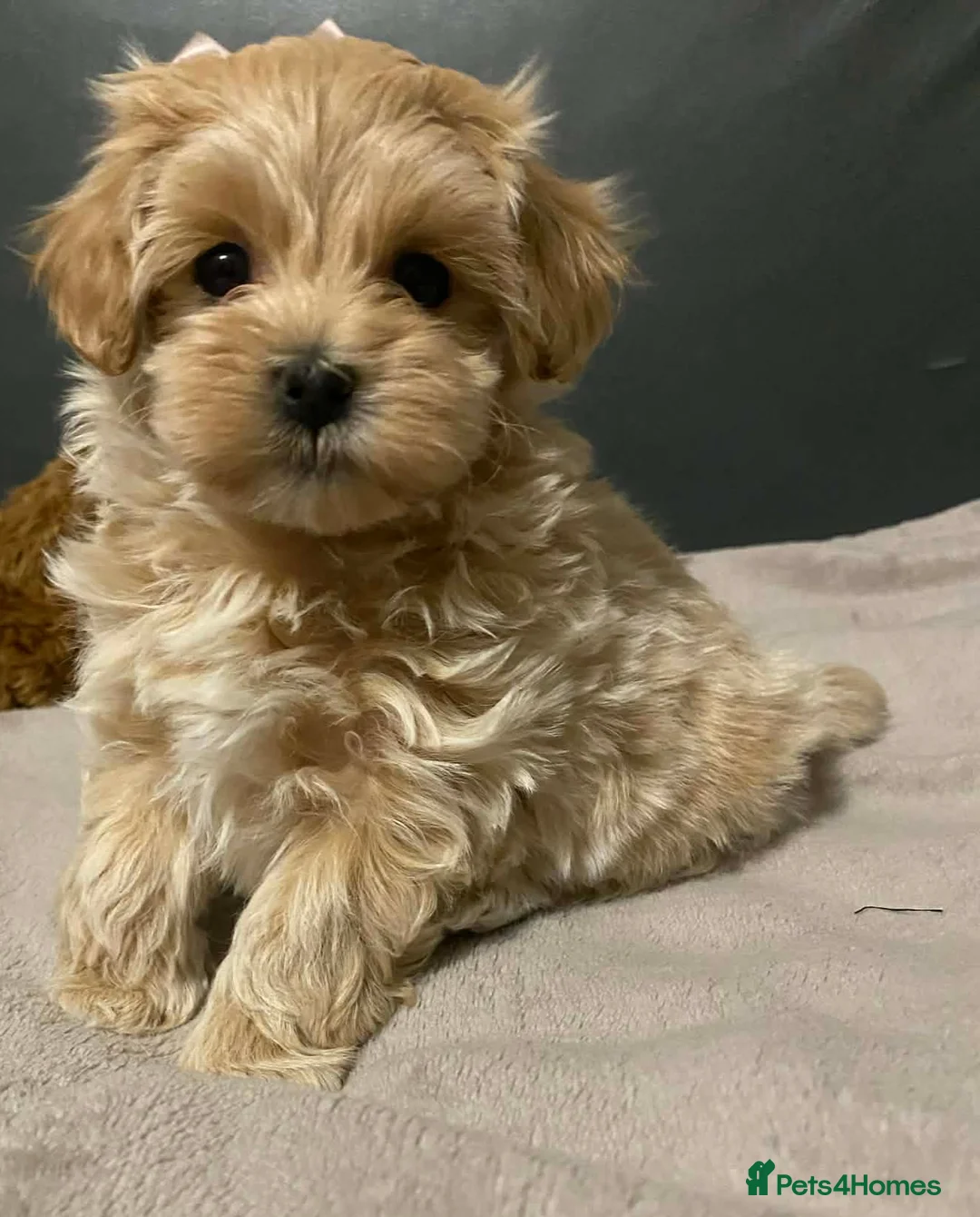 Maltipoo dogs for sale: Maltipoo Puppy  - Advert 2