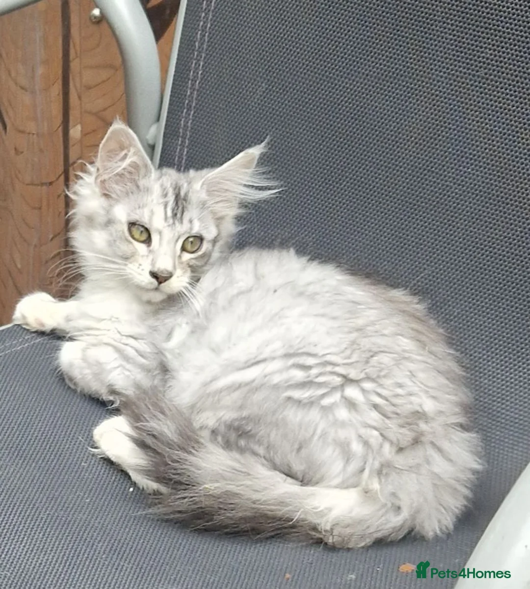 Maine Coon cats for sale: Mainecoon cross female - Advert 12