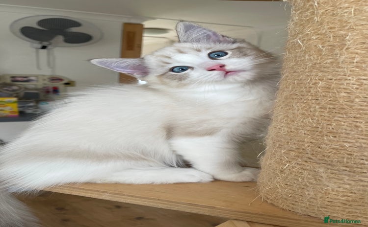 Ragdoll cats - Advert 7