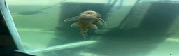 Plecos fish for sale: Guppy fry  in Macclesfield - Advert 2