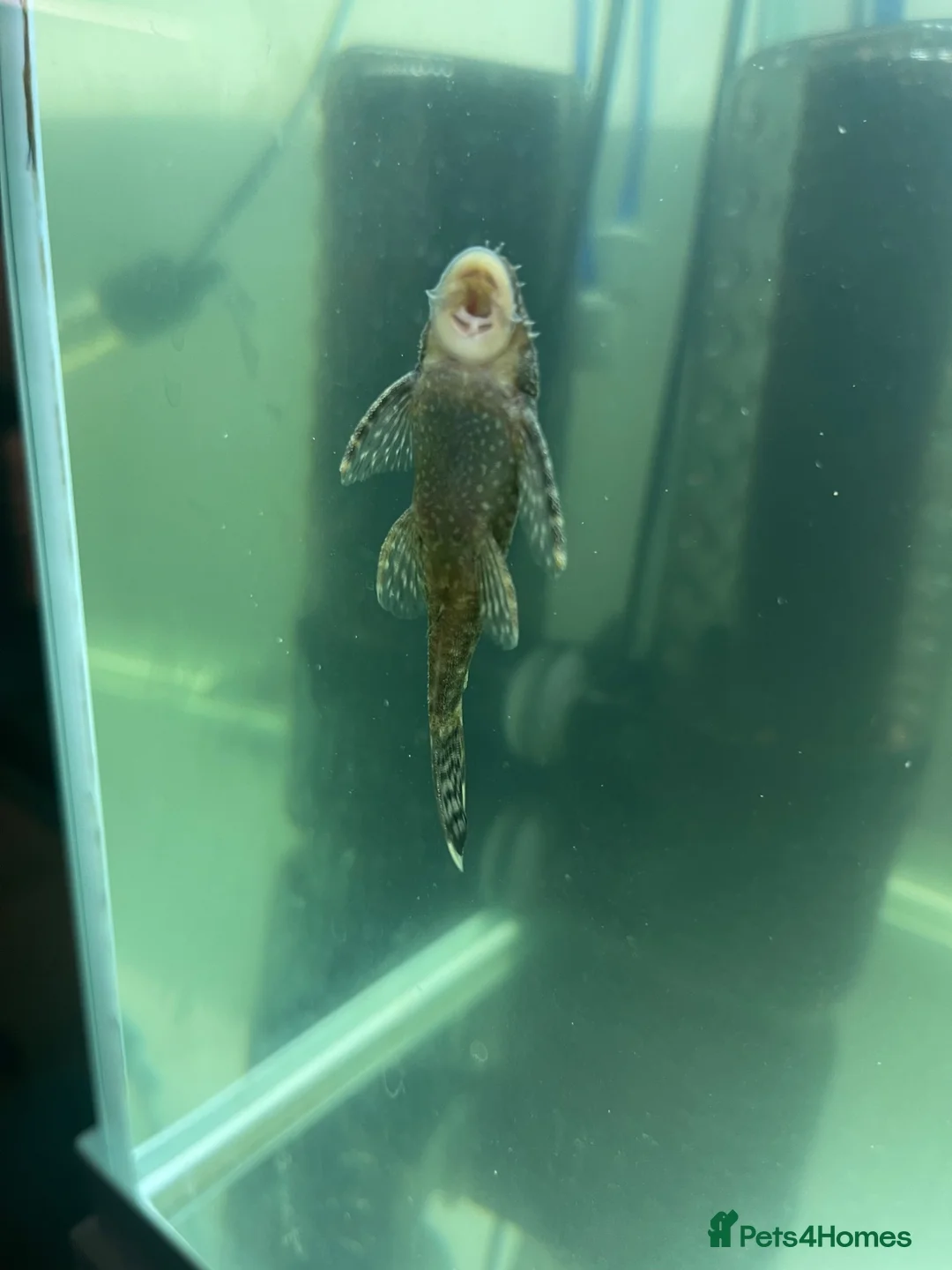 Plecos fish for sale: Guppy fry  in Macclesfield - Advert 2