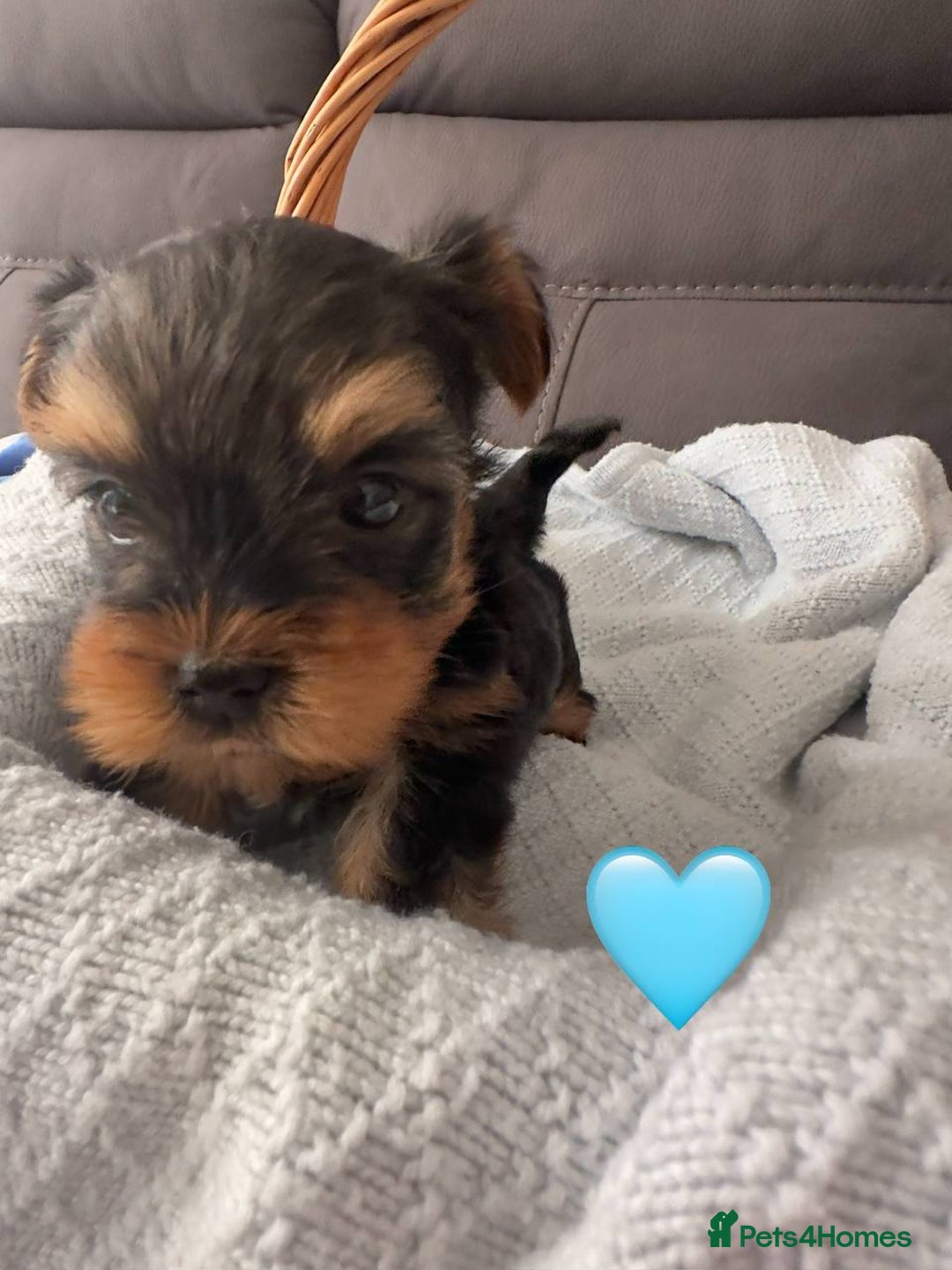 Yorkshire Terrier dogs for sale: Miniature Yorkie Puppies – Boy and Girl - Advert 10