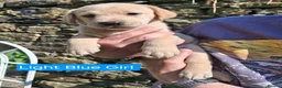 Goldador dogs for sale: Beautiful Goldador Puppies for Sale - Advert 8