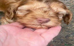 Cockapoo dogs for sale: F2 Cockapoo pups  - Image 8
