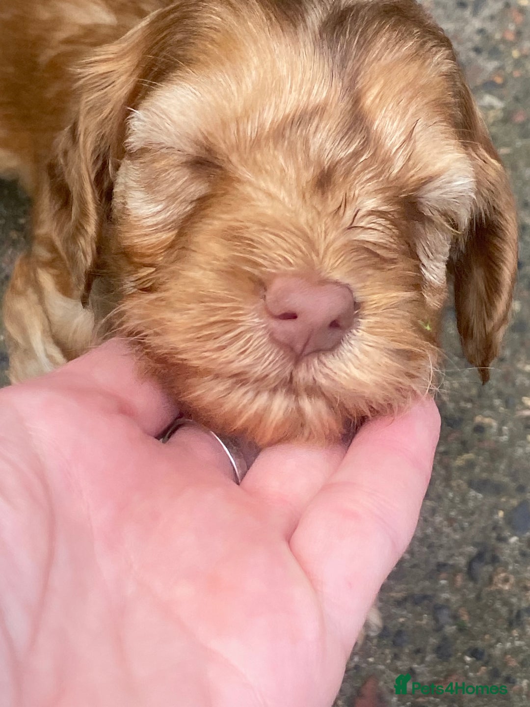 Cockapoo dogs for sale: F2 Cockapoo pups  - Image 8