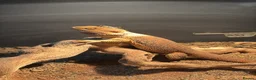 Bearded Dragon reptiles for sale: Red Bearded dragon with enclosure for sale. in Rickmansworth - Advert 4