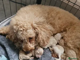 Toy Poodle dogs Beautiful toy/miniature poodle puppies. - Advert 15