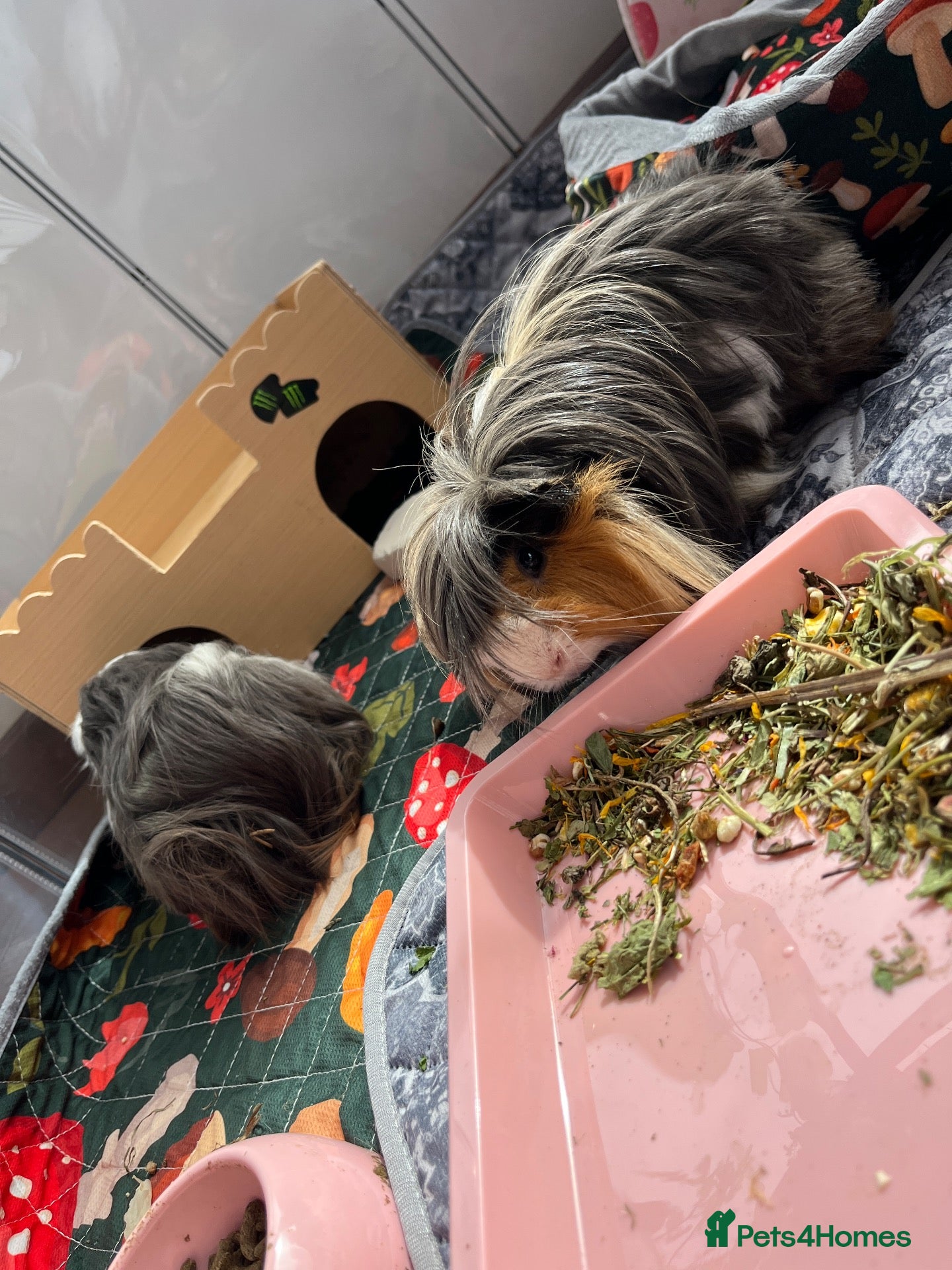 Guinea Pig rodents 2 male guinea pigs with indoor run.  - Advert 3