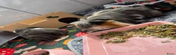 Guinea Pig rodents for sale: 2 male guinea pigs with indoor run.  in Banff - Advert 1