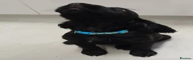 Cocker Spaniel Black
