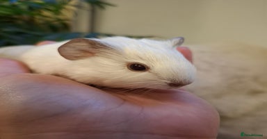 Guinea Pig rodents White Cali Baby Boars  - Advert 10