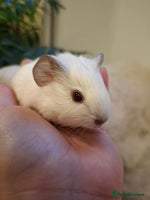 Guinea Pig rodents White Cali Baby Boars - Advert 2