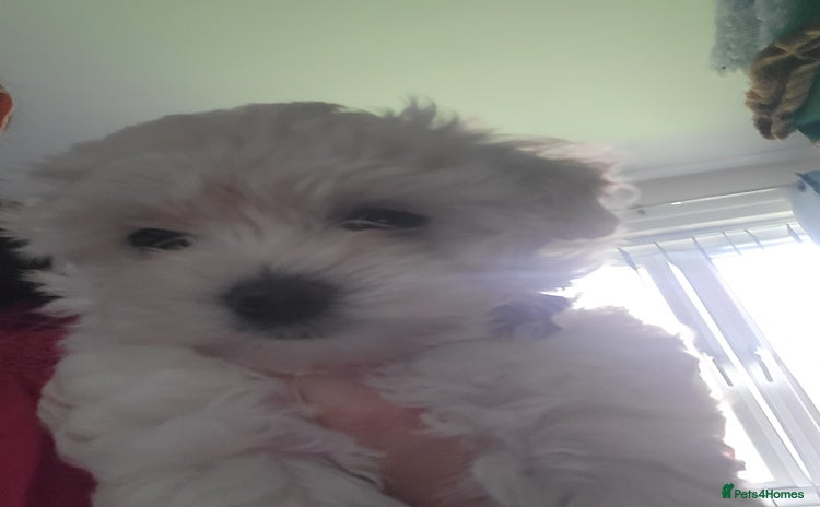Maltipoo dogs - Advert 12