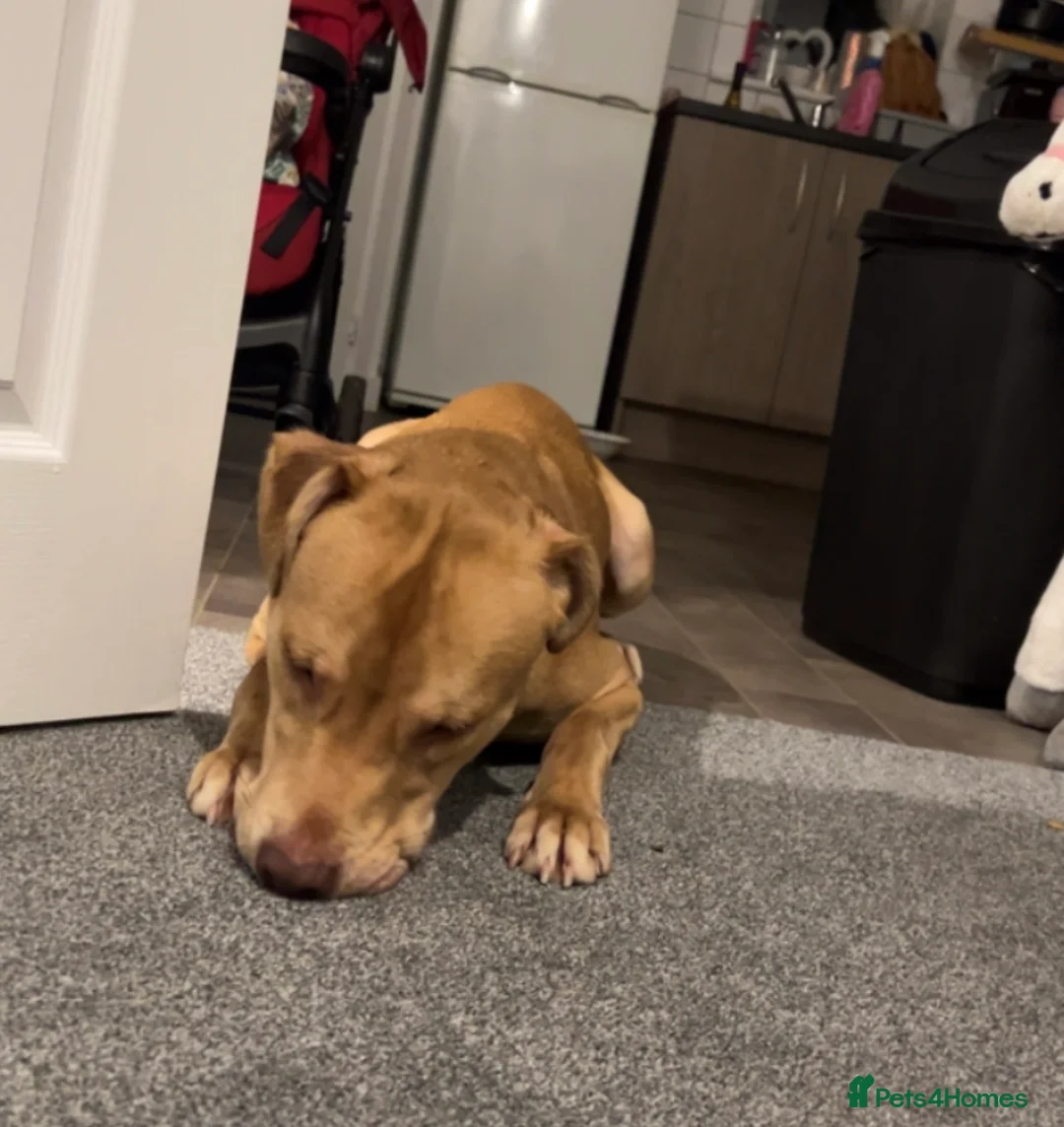 Mixed Breed dogs for sale: 9 month old mixed breed  - Advert 1