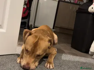 Mixed Breed dogs 9 month old mixed breed - Advert 2