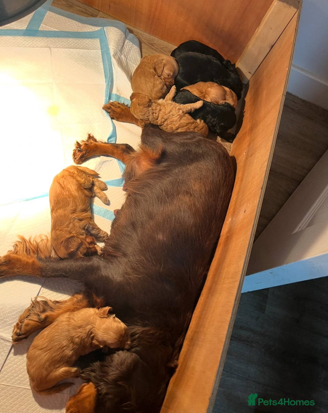 Cockapoo dogs for sale: 8 gorgeous Cockapoos  - Image 2