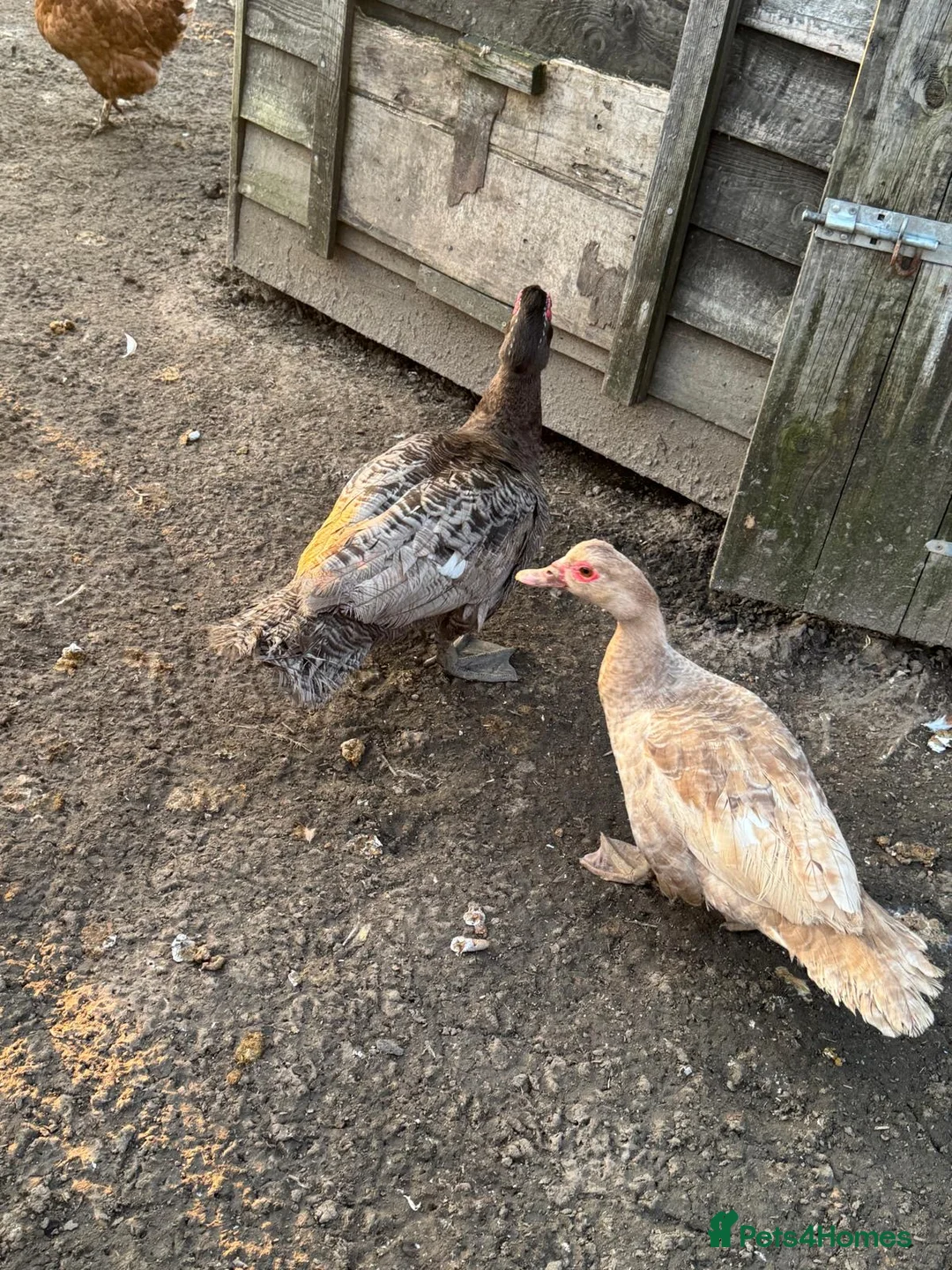 Ducks poultry for sale: Pair of Muscovy ducks ripple colour  - Advert 1