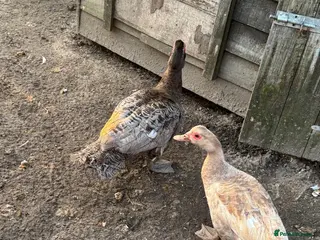 Ducks poultry Pair of Muscovy ducks ripple colour - Advert 12