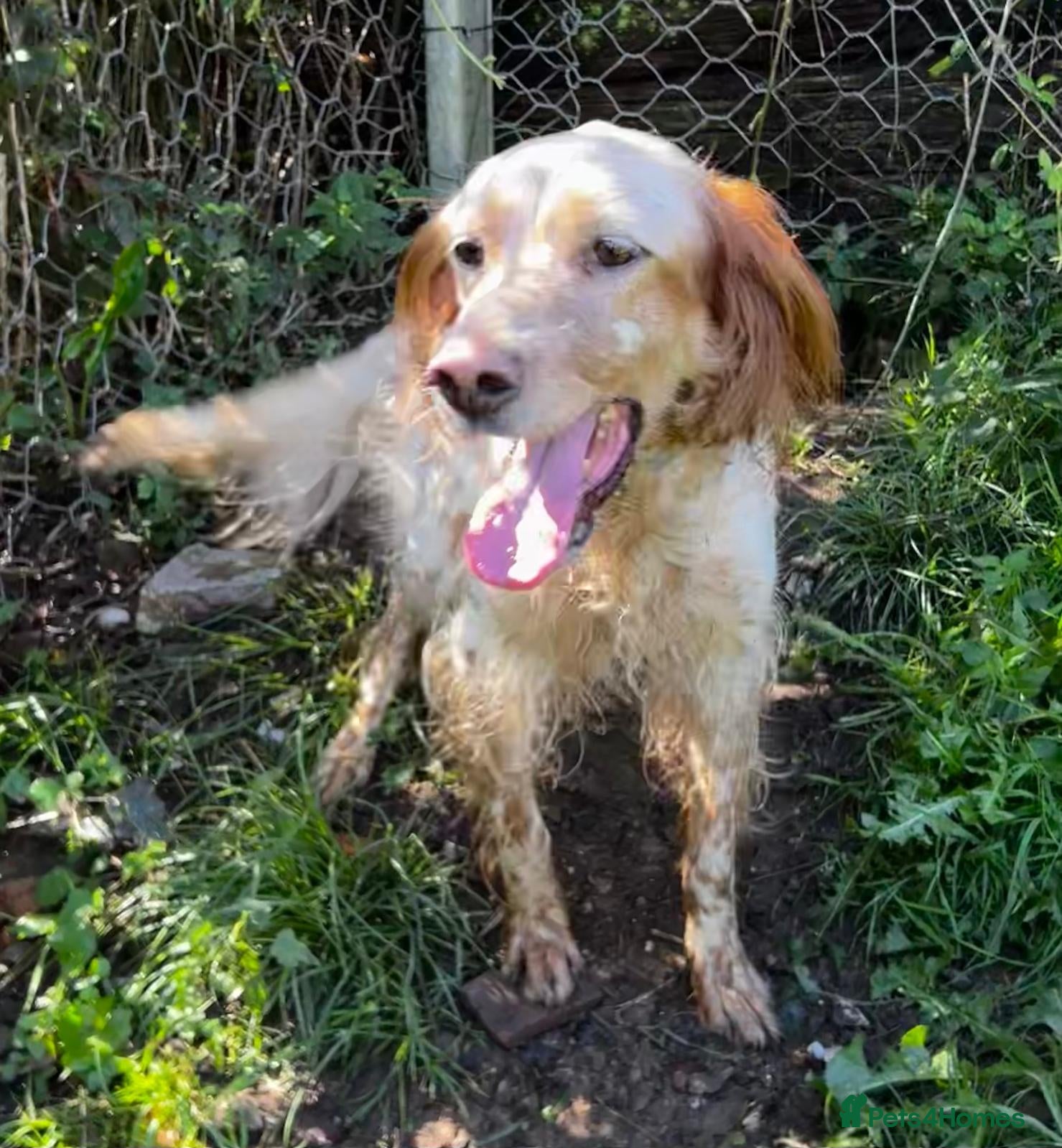 English Setter dogs Selma - Advert 1