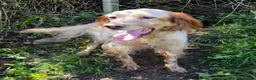 English Setter dogs for adoption: Selma in Brampton - Advert 1