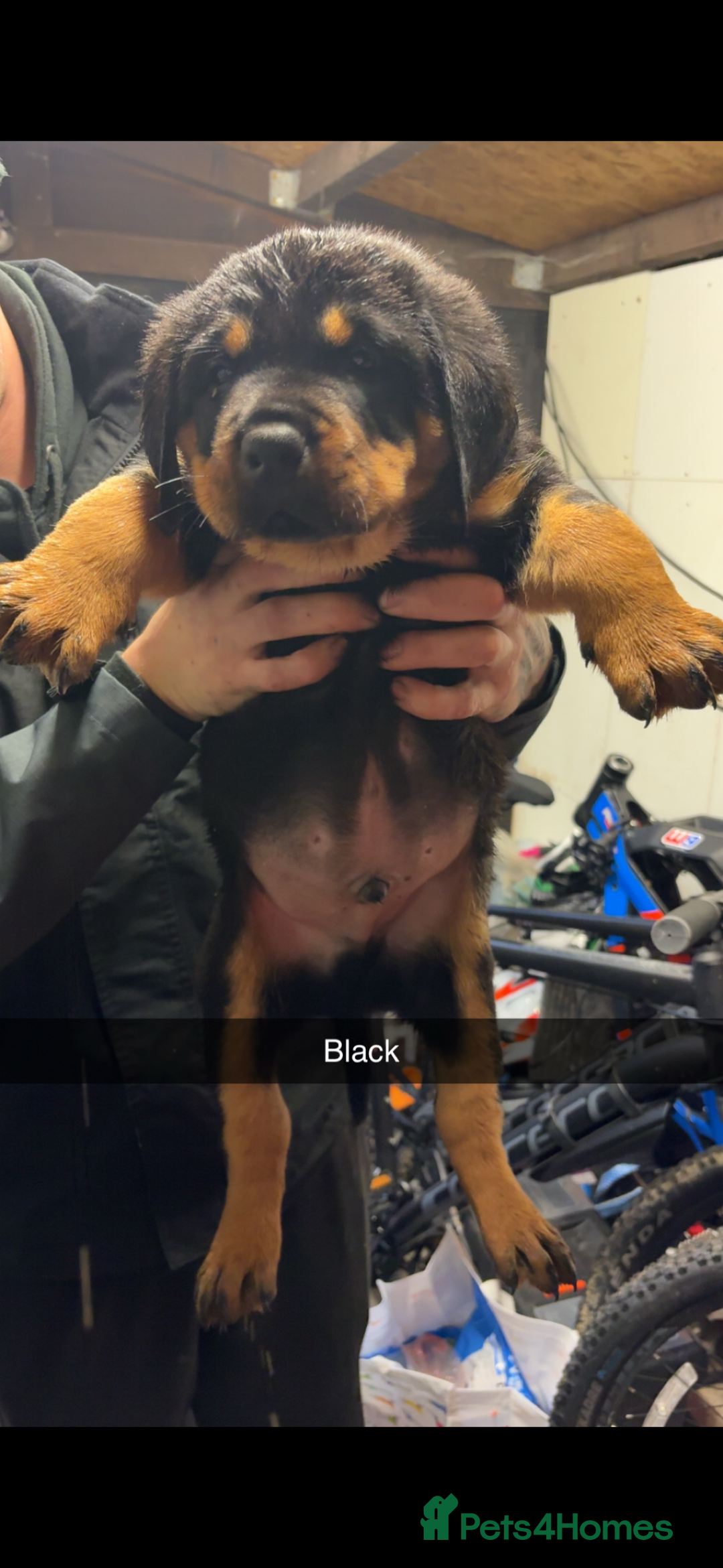 Rottweiler dogs for sale: Big boned chunky Rottweiler puppies - Advert 33