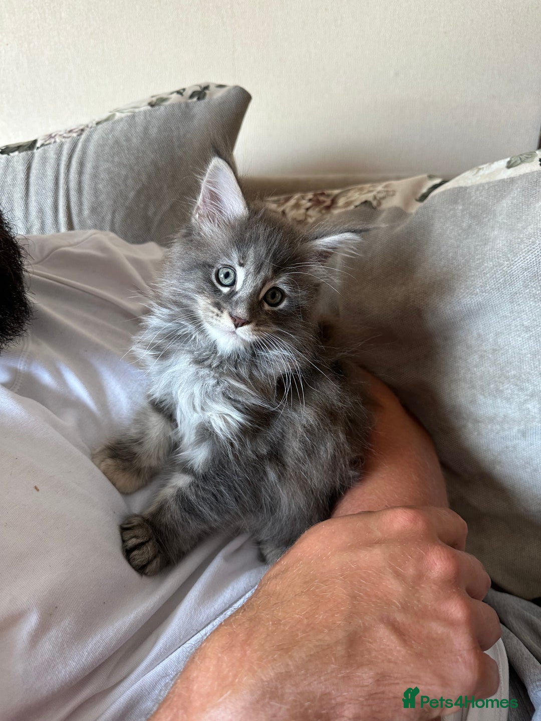 Maine Coon cats for sale: Active female Maine coon  - Image 4