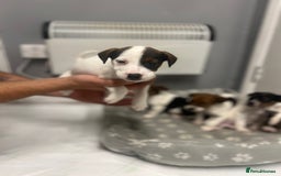 Jack Russell dogs for sale: 5 jack Russel puppies  - Image 13