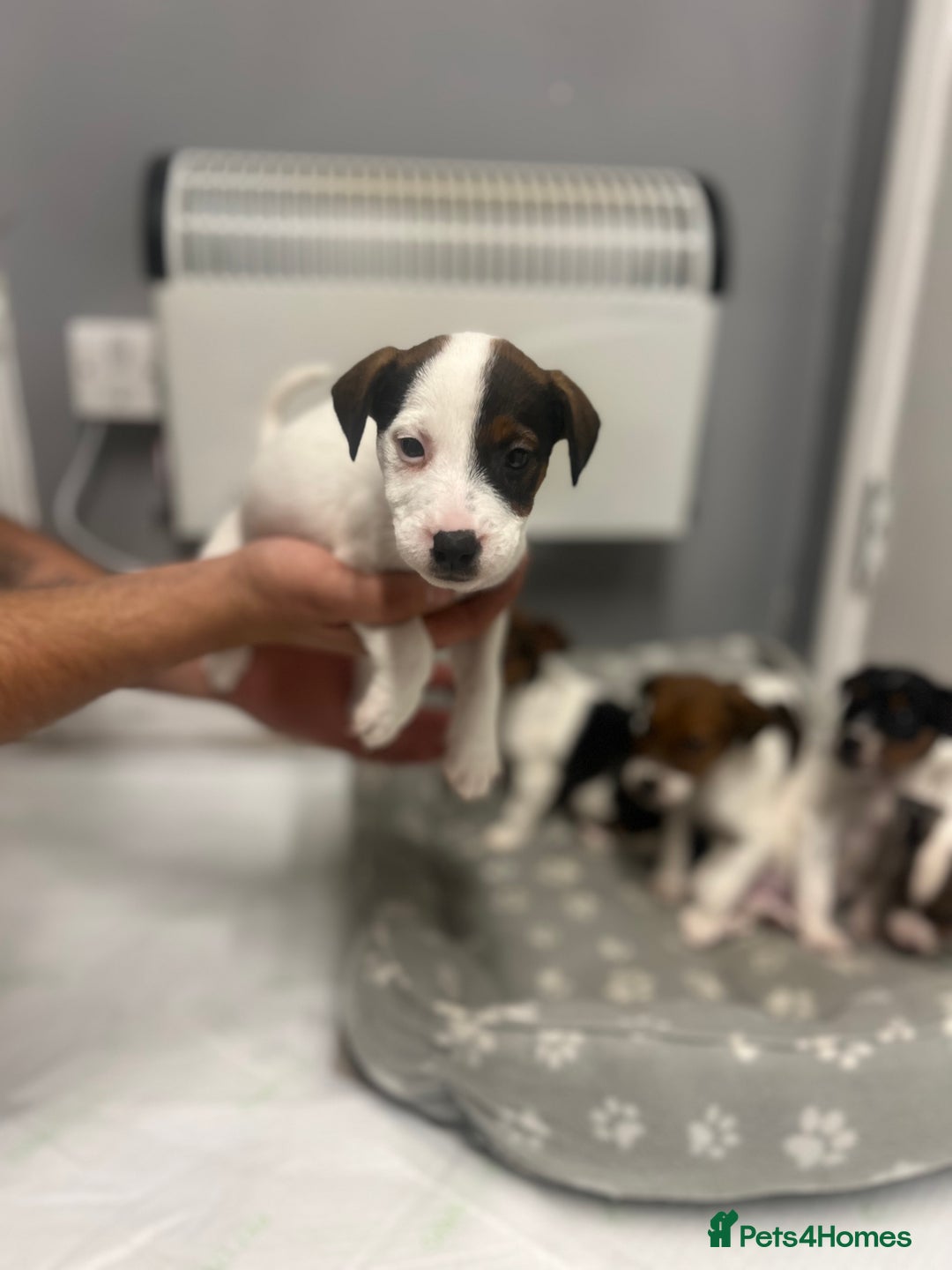 Jack Russell dogs for sale: 5 jack Russel puppies  - Image 13