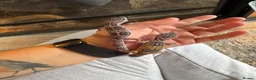 Leopard Gecko reptiles for sale: Leopard Geckos in Warwick - Advert 1