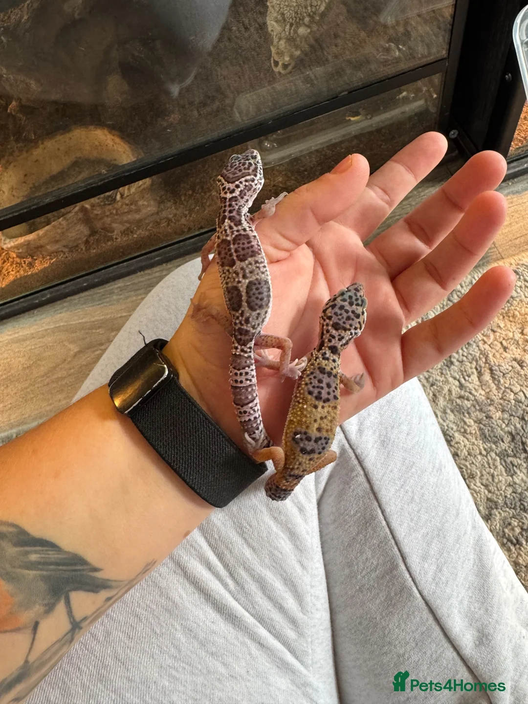 Leopard Gecko reptiles for sale: Leopard Geckos in Warwick - Advert 1