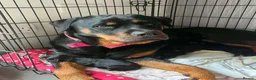 Rottweiler dogs for sale: Rottweiler puppy.  in Camborne - Advert 3