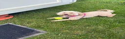 Cockapoo dogs for sale: Looking for a loving home in Warrington - Advert 3